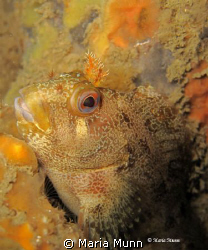 Tompot Blenny from Swanage Pier, UK.  Finally getting tim... by Maria Munn 